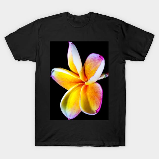 plumeria-flowers-frangipani-floral-blossom-petal-shirtyshirto-90 T-Shirt by Shirty.Shirto